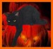 halloween-witch-animal-image