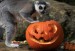 Animals+Get+Spirit+Halloween+Bristol+Zoo+Gardens+24Z1f4xJzbNl